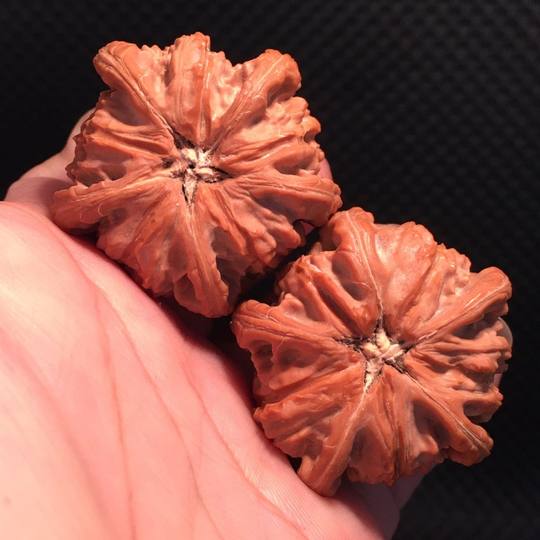 Nuez de Wenwan, león blanco, cuatro edificios, sombrero oficial empalmado con cinco bordes, seis bordes, cuatro bordes, boca abierta, loto sonriente, núcleo general de cinco estrellas