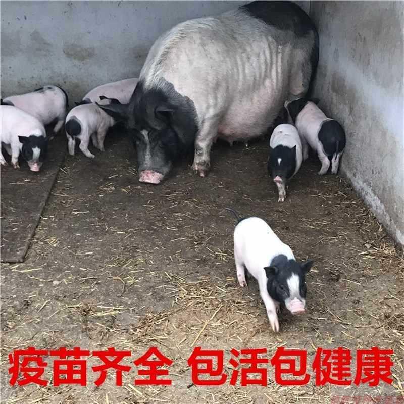 纯种藏香猪幼崽:探寻高原珍馐的秘密,开启养殖致富新篇!-香猪-淘宝百科网