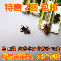 Ground spider wall pocket closed pocket ground scalper 30 blackbirds feed fight urge to get fat