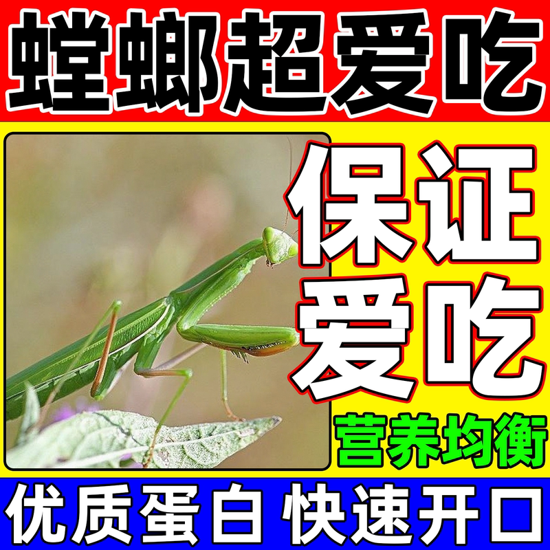 Food for Mantises: High-Protein Mealworms, Ghost-Eyed Grasshoppers, Orchid Mantises, and Special Feed for Chinese Knife Mantises Food for Mantises: High-Protein Mealworms, Ghost-Eyed Grasshoppers, Orchid Mantises, and Special Feed for Chinese Knife Mantises