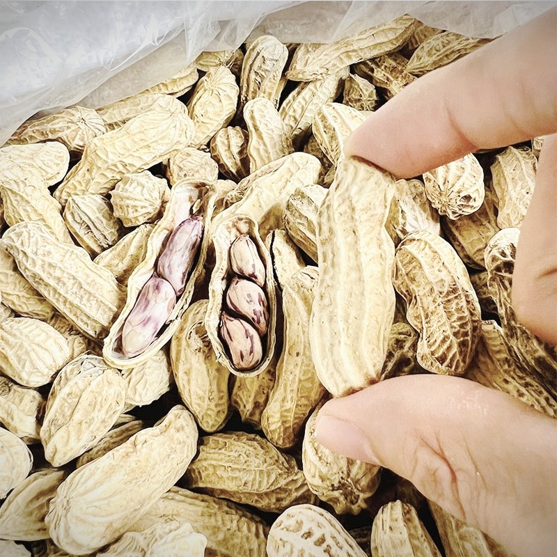 2026年聚会必备：红利豆祥兴隆七彩金刚花生适合什么场合？