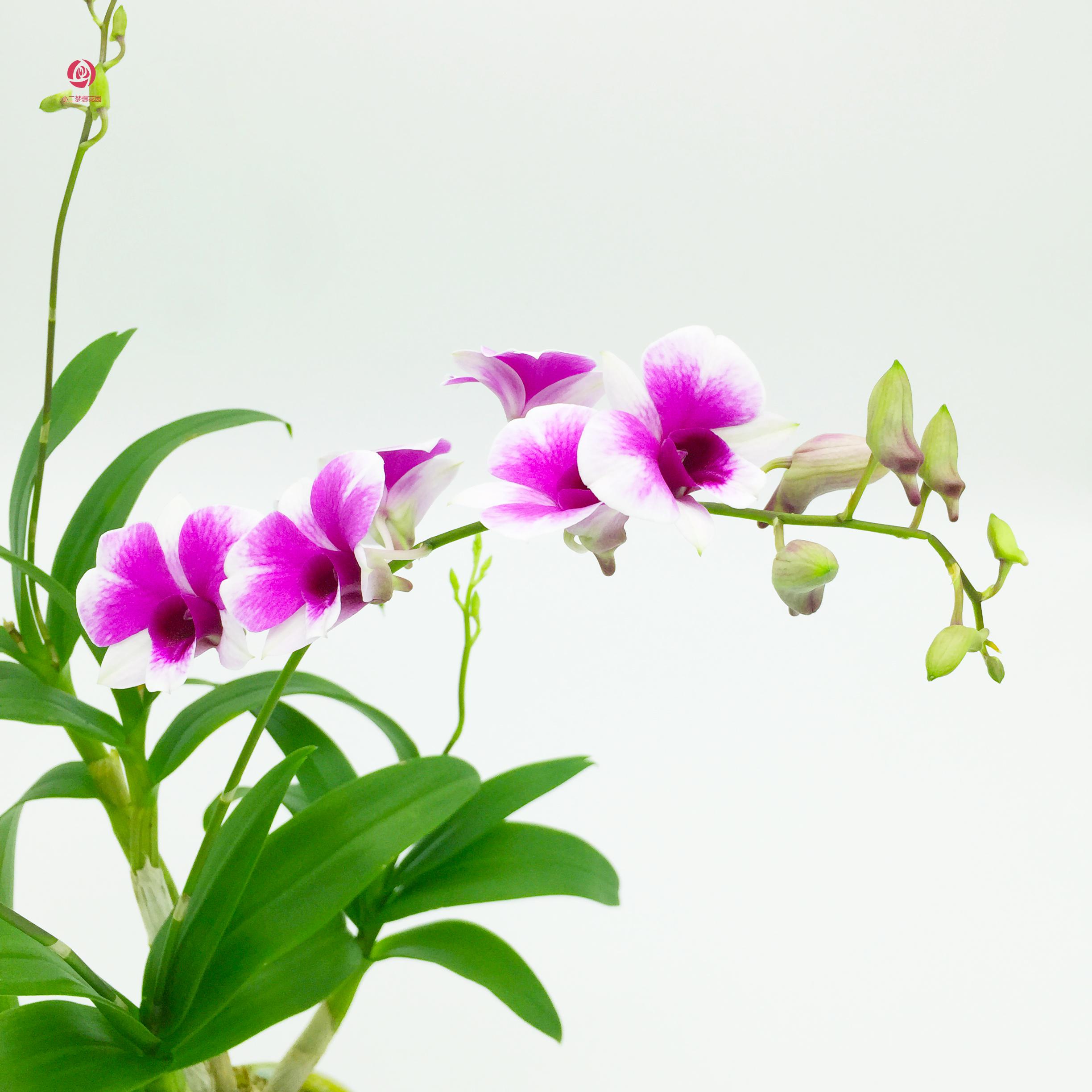 石斛兰盆栽带花迷你秋石斛兰花苗室内客厅除甲醛铁皮石斛绿植花卉