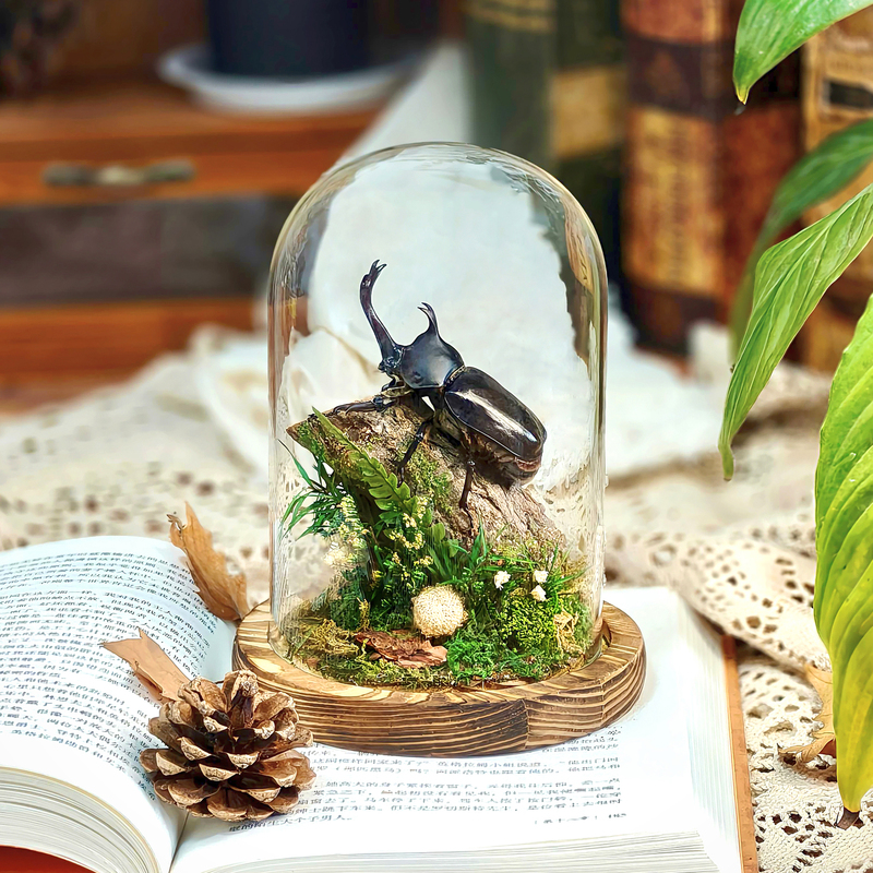 Unicorn Fairy Specimen Real Insect in Glass Dome Micro Landscape Desktop Decoration High-Value Creative Birthday Gift Unicorn Fairy Specimen Real Insect in Glass Dome Micro Landscape Desktop Decoration High-Value Creative Birthday Gift