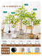 Artificial Green Plant Lemon Tree Indoor Balcony Decoration Fake Tree Plant Landscape Landscaping Floor-Standing Large Ornament High-End Light Luxury