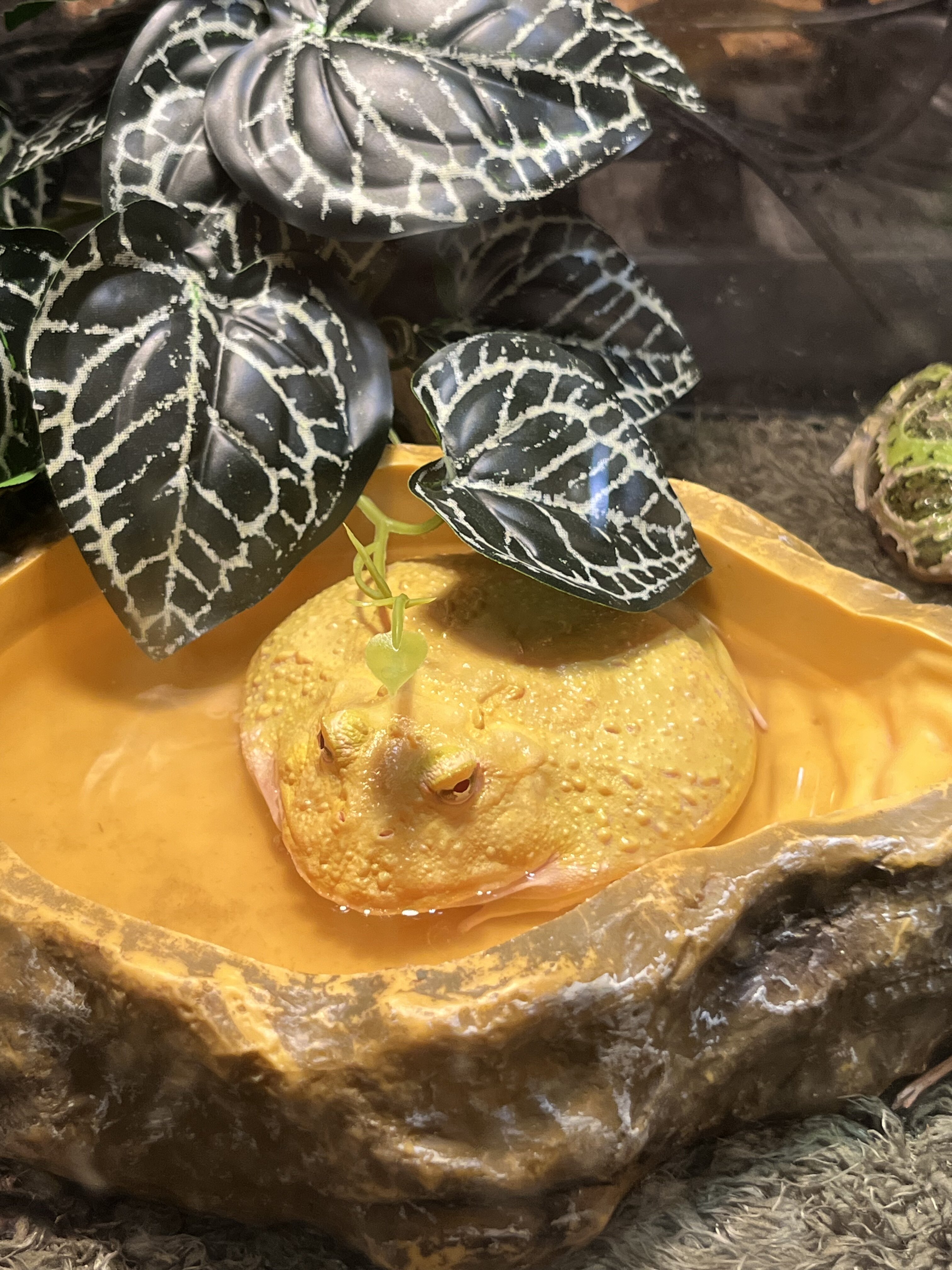 栩画童屋