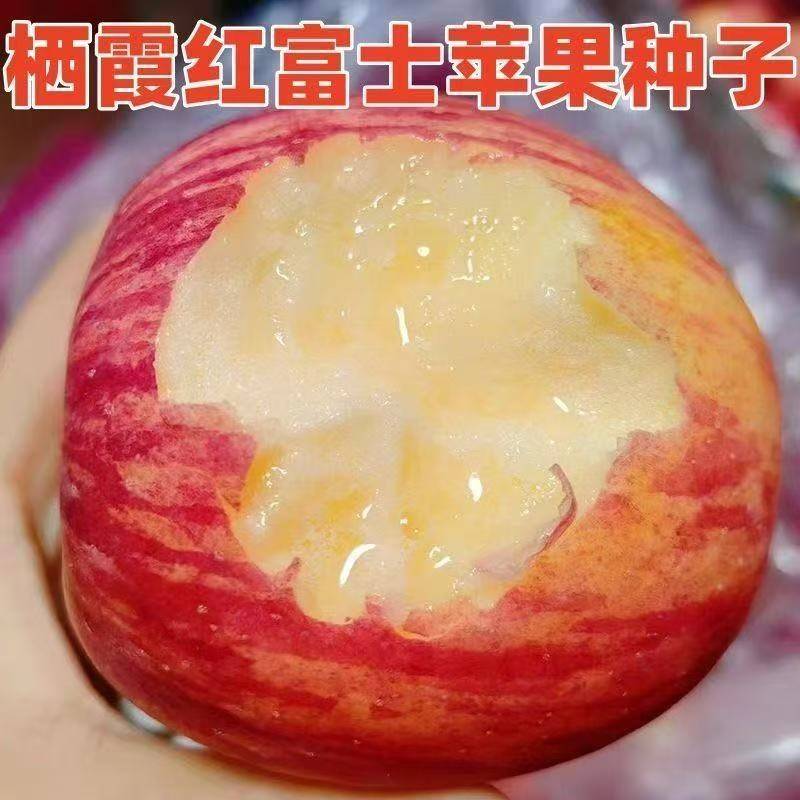 水培苹果：从种子到果香的奇幻之旅