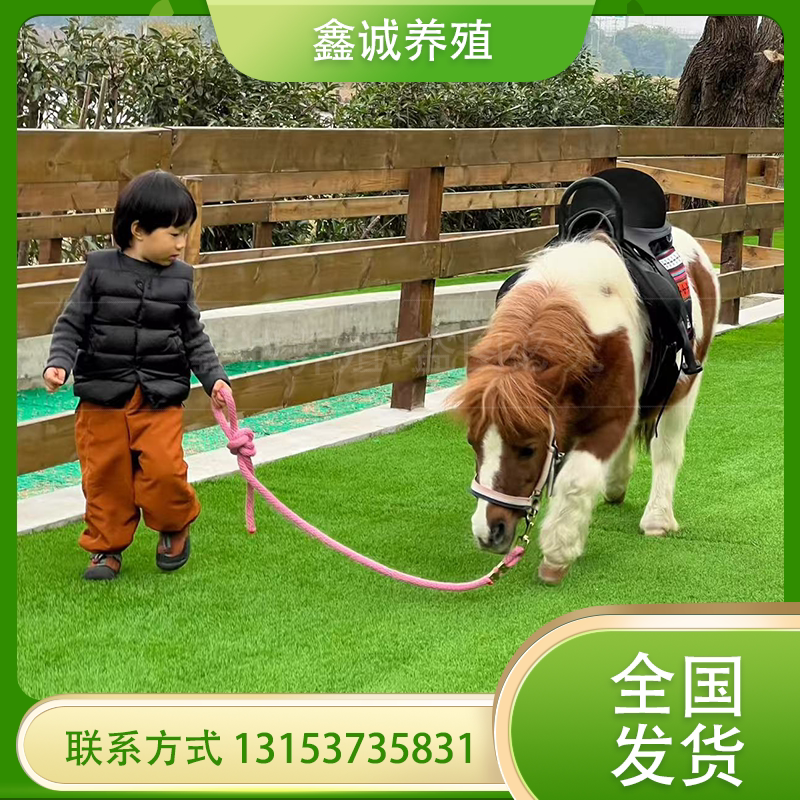 小矮马宠物马：儿童骑乘新宠，萌翻全场的迷你设特兰矮马！🌈-马-淘宝百科网