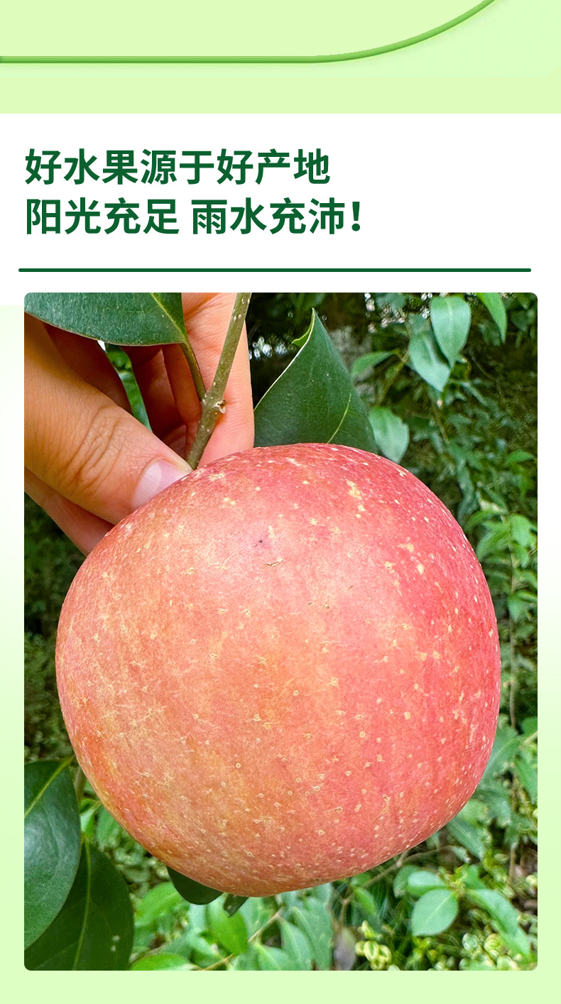 Яблоки Red Fuji Ugly Apple 1.36 кг