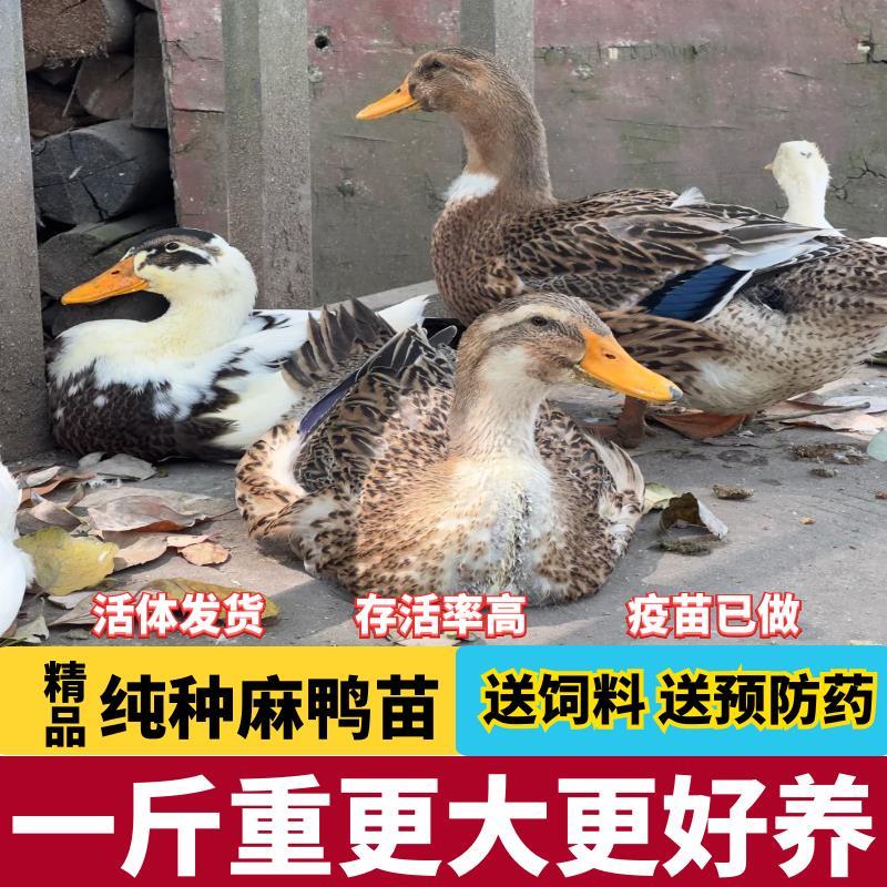 现货1斤鸭苗，如何挑选最适合自家养殖的鸭苗？