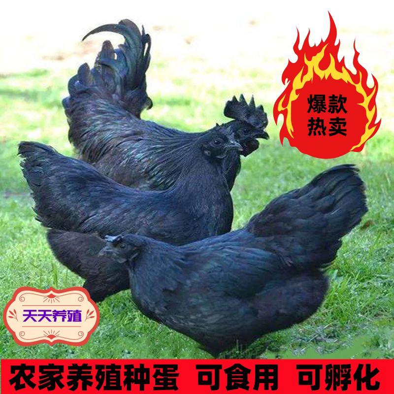 孵出你的专属宠物鸡 🐔 高级养殖指南 📚-宠物鸡-淘宝好物网