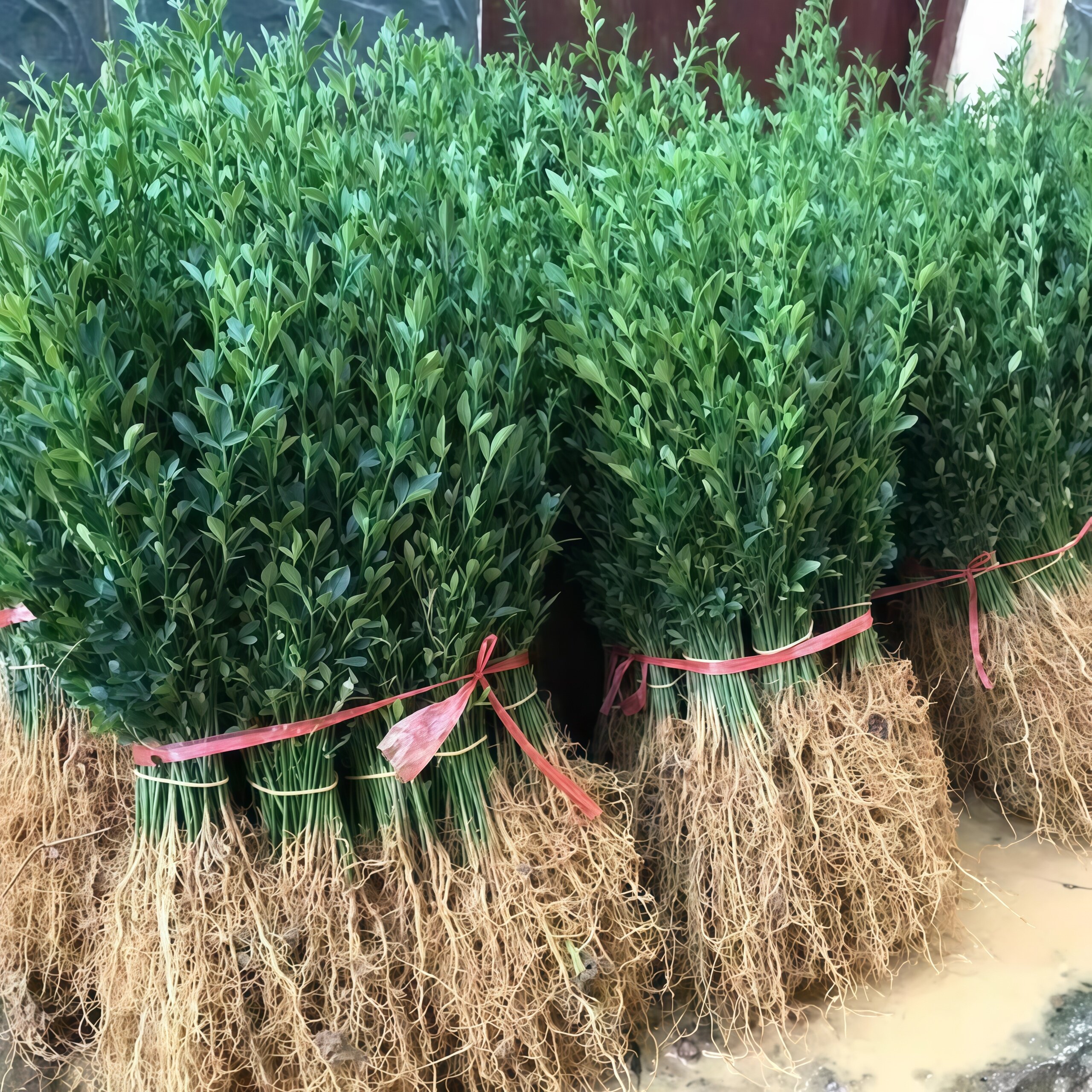 The seedlings of wolfberry, cold-resistant Aurantii fructus, grafted on rootstocks, are perennial green hedges with thorny plants, and the seedlings for fence walls are grafted onto fences