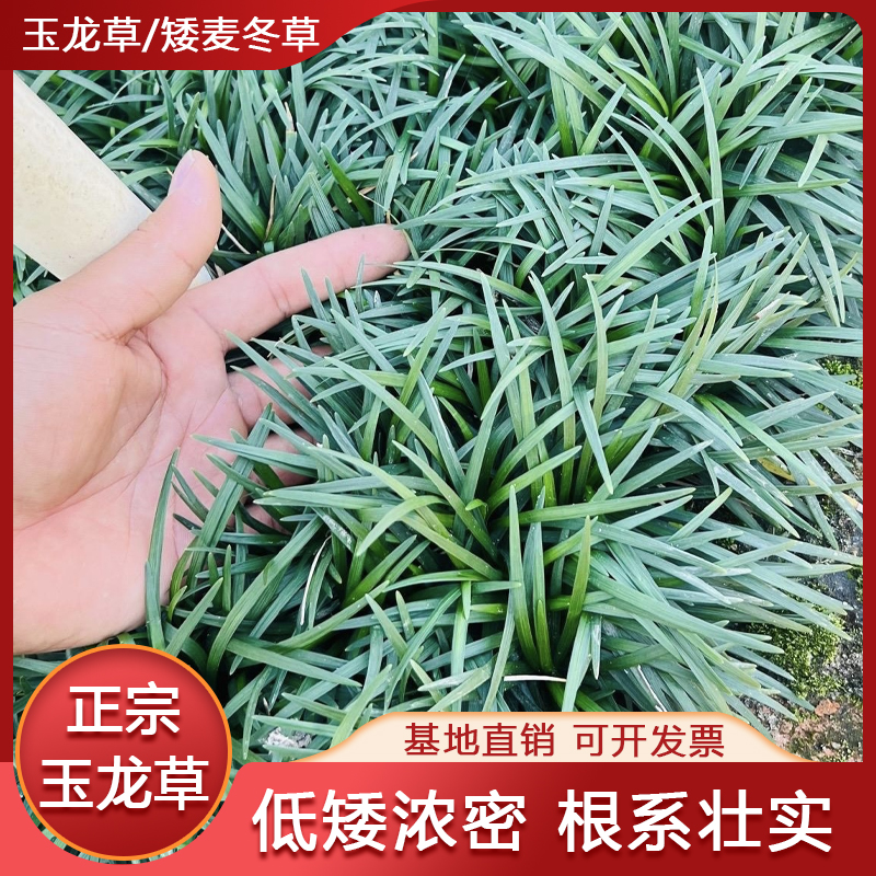 矮麦冬草：庭院中的低调常青卫士