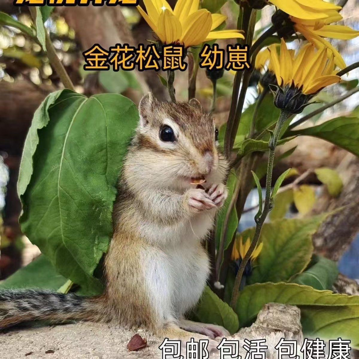 2025年养松鼠避坑指南｜正规养殖场亲人性价比之王，宿舍党也能安心上手-飞鼠-淘宝好物网