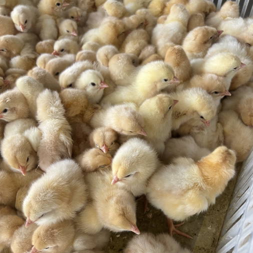 活苗现货正宗五黑一绿鸡，绿色健康的养鸡新选择!