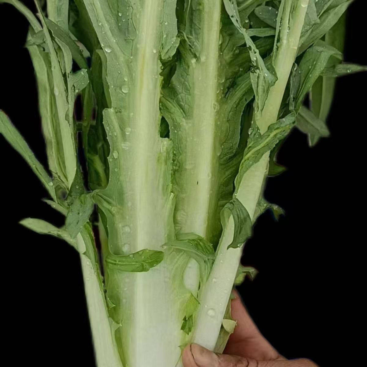 如何选择合适的菝葜种植苗？