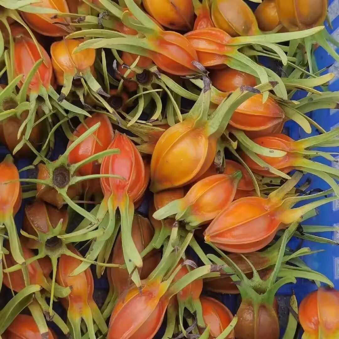 江西野生新鲜栀子花草茶上色栀子茶卤肉料香料小黄栀子泡水药栀子