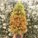 Autumn Landscape Tree Model Tree with Autumn Leaves, Red Wire Tree for Anime Shooting, Dollhouse Figurine, Landscaping, Handmade Materials