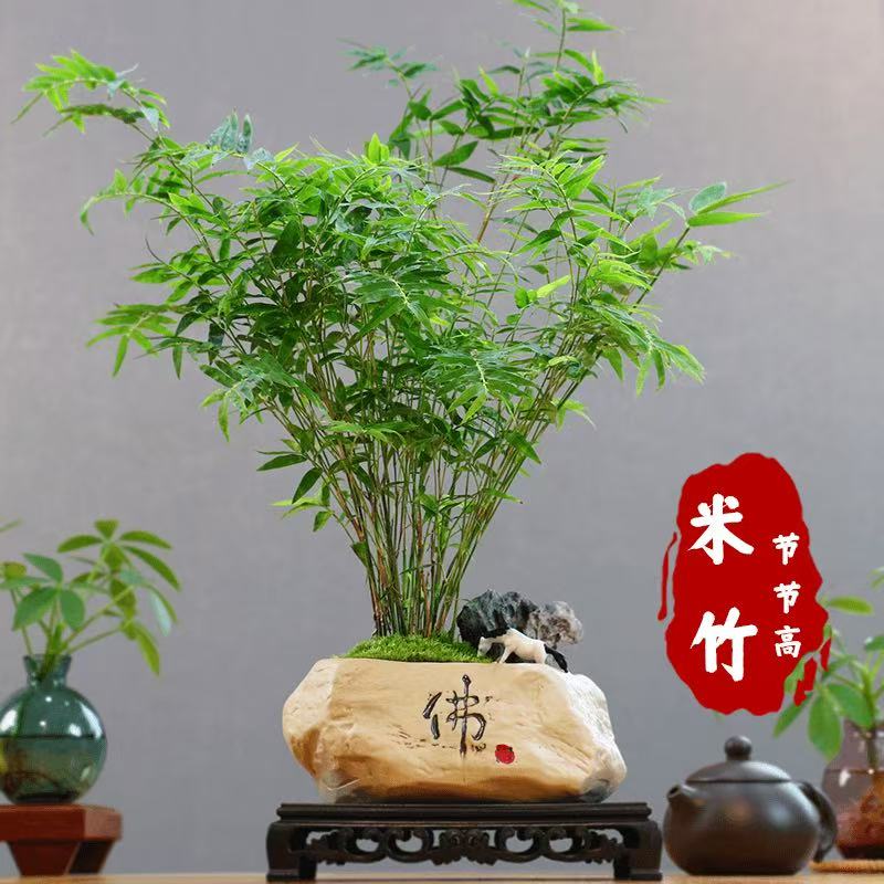 生生绿植苗木