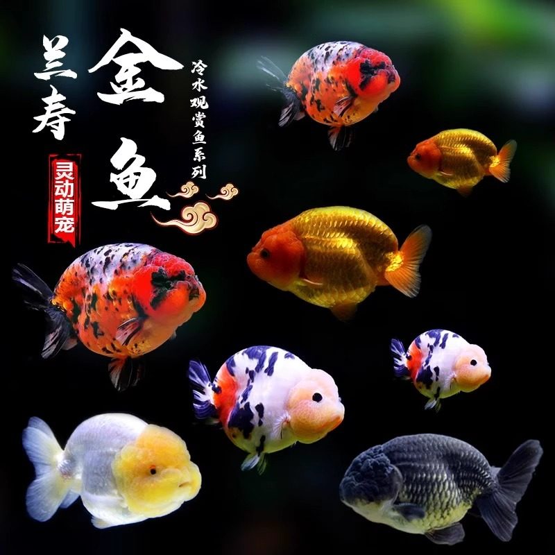兰寿金鱼怎么养?纯种国粹泰狮兰寿真的好养吗?-鱼-淘宝百科网