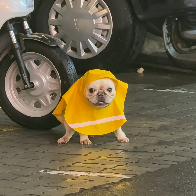 Corgi, French Bulldog, Pug Short-Legged Dog-Specific Raincoat, Non-Dragging, Waterproof Pet Dog Cape for Outdoor Use, Suitable for Small and Medium-Sized Dogs Corgi, French Bulldog, Pug Short-Legged Dog-Specific Raincoat, Non-Dragging, Waterproof Pet Dog Cape for Outdoor Use, Suitable for Small and Medium-Sized Dogs
