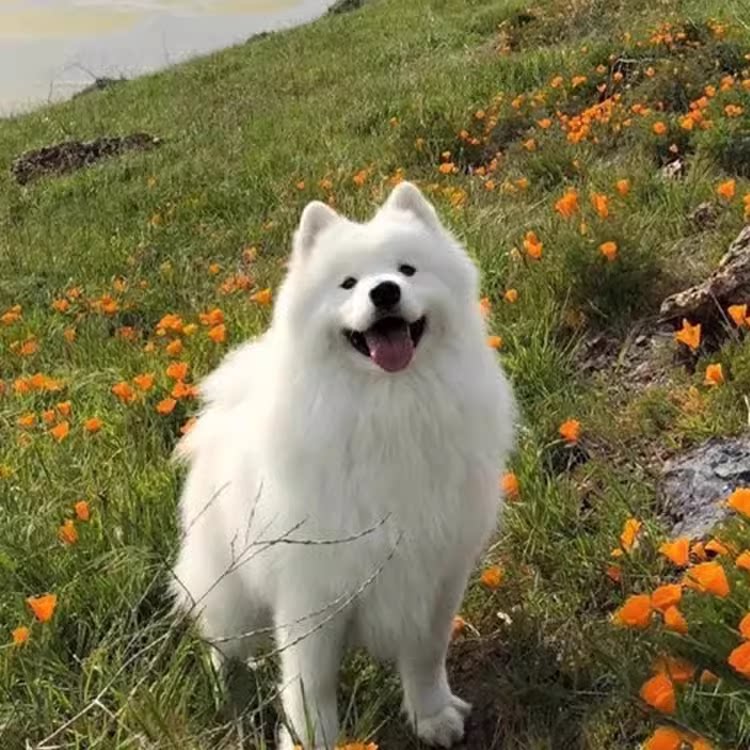遇见你心中的微笑天使🐶【江西犬舍】纯种萨摩耶幼犬💖-狗狗-淘宝好物网
