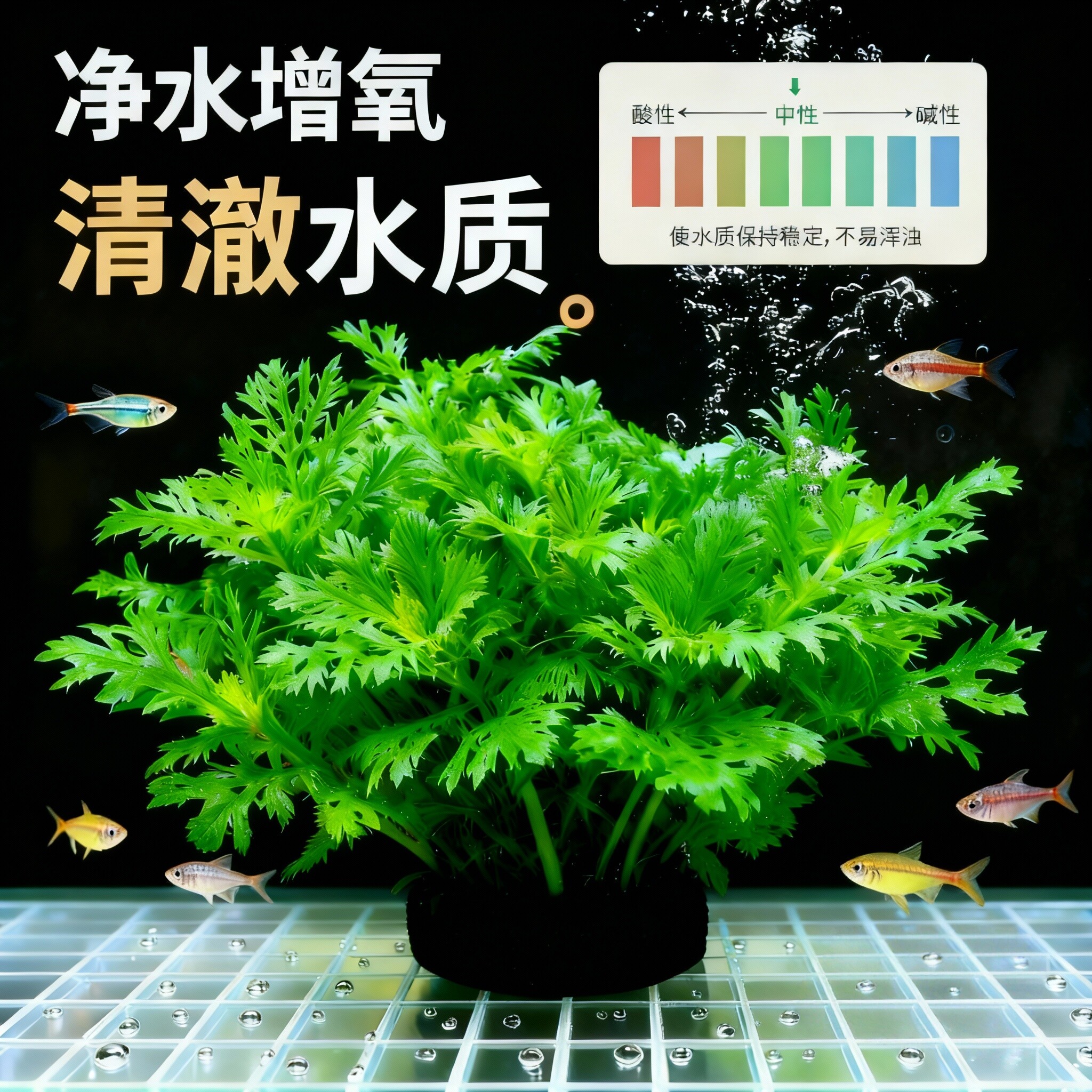 新手必备!水罗兰坨草打造梦幻鱼缸 🌿-水草-淘宝好物网