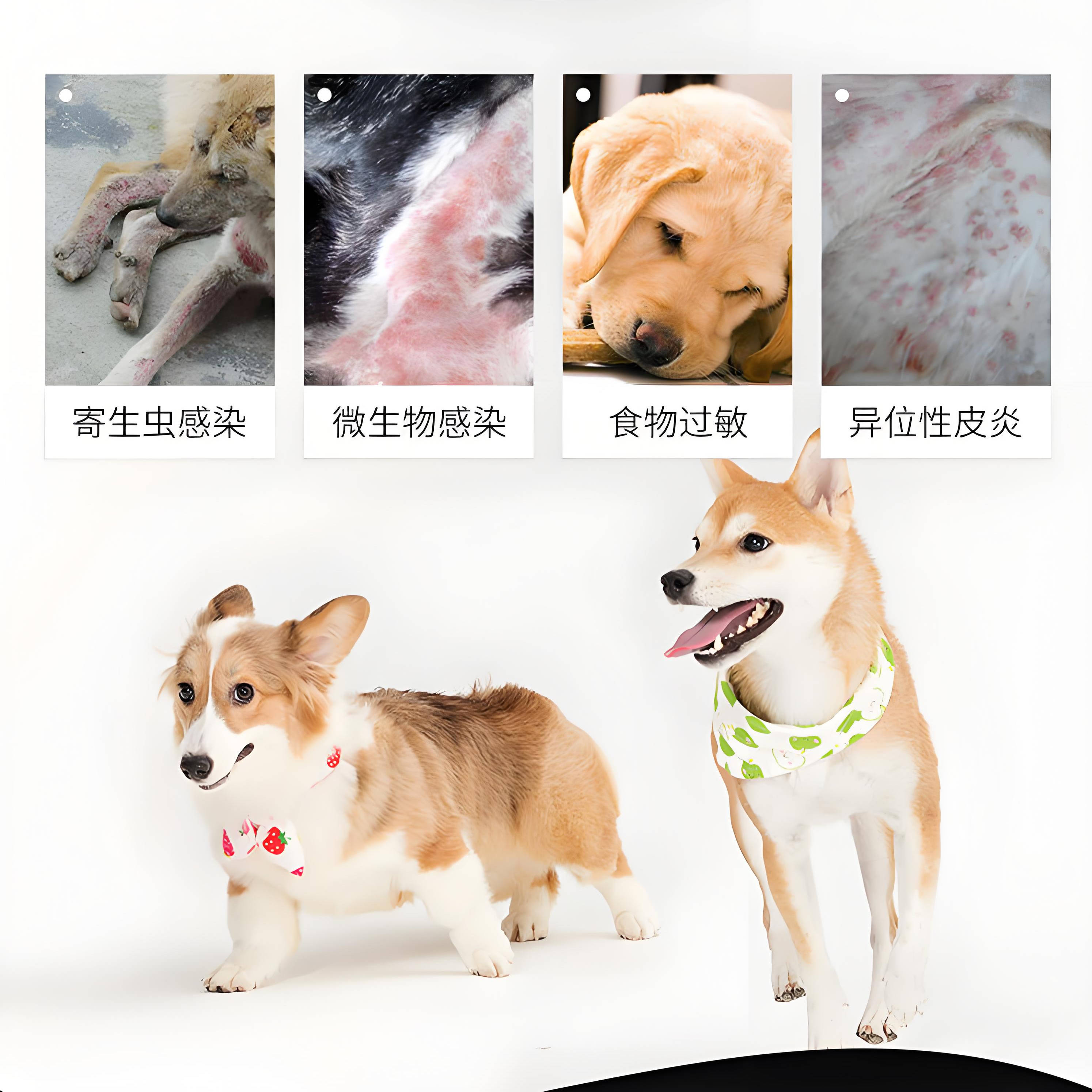 爱波克如何缓解狗狗皮肤瘙痒之困？