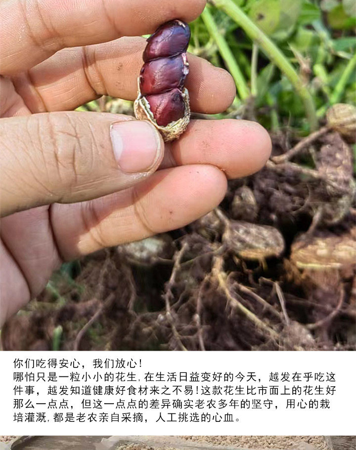 Yunnan Selenium Rich Black Peanut In Shell Raw Roasted Snack 250g specifications