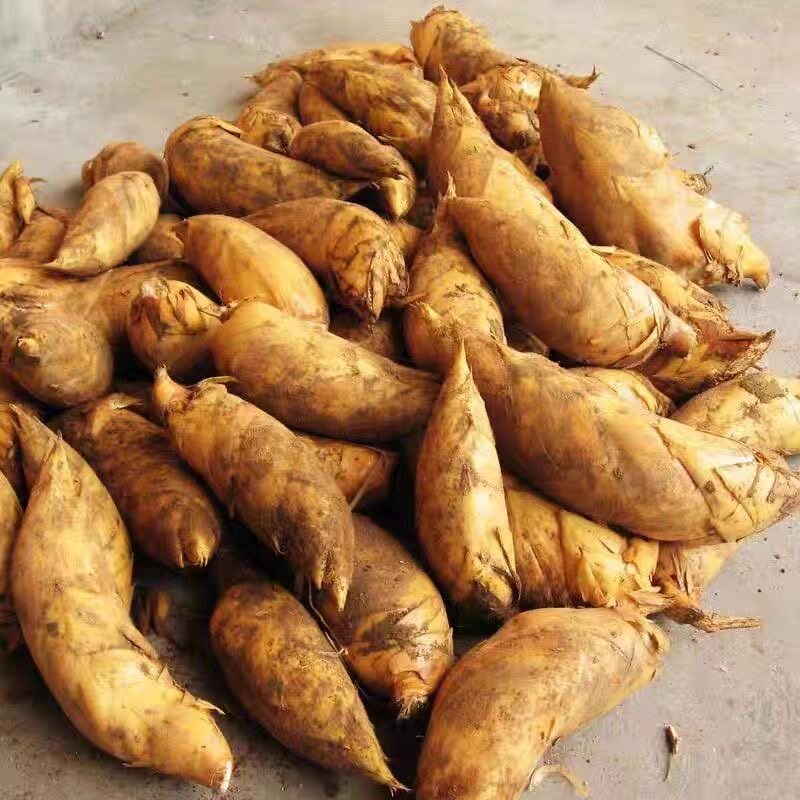 如何挑选新鲜的龙山冬笋？2026版野生鲜竹笋采购全攻略