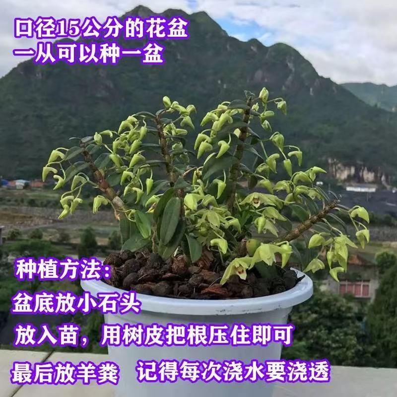 绿康铁皮石斛苗企业店
