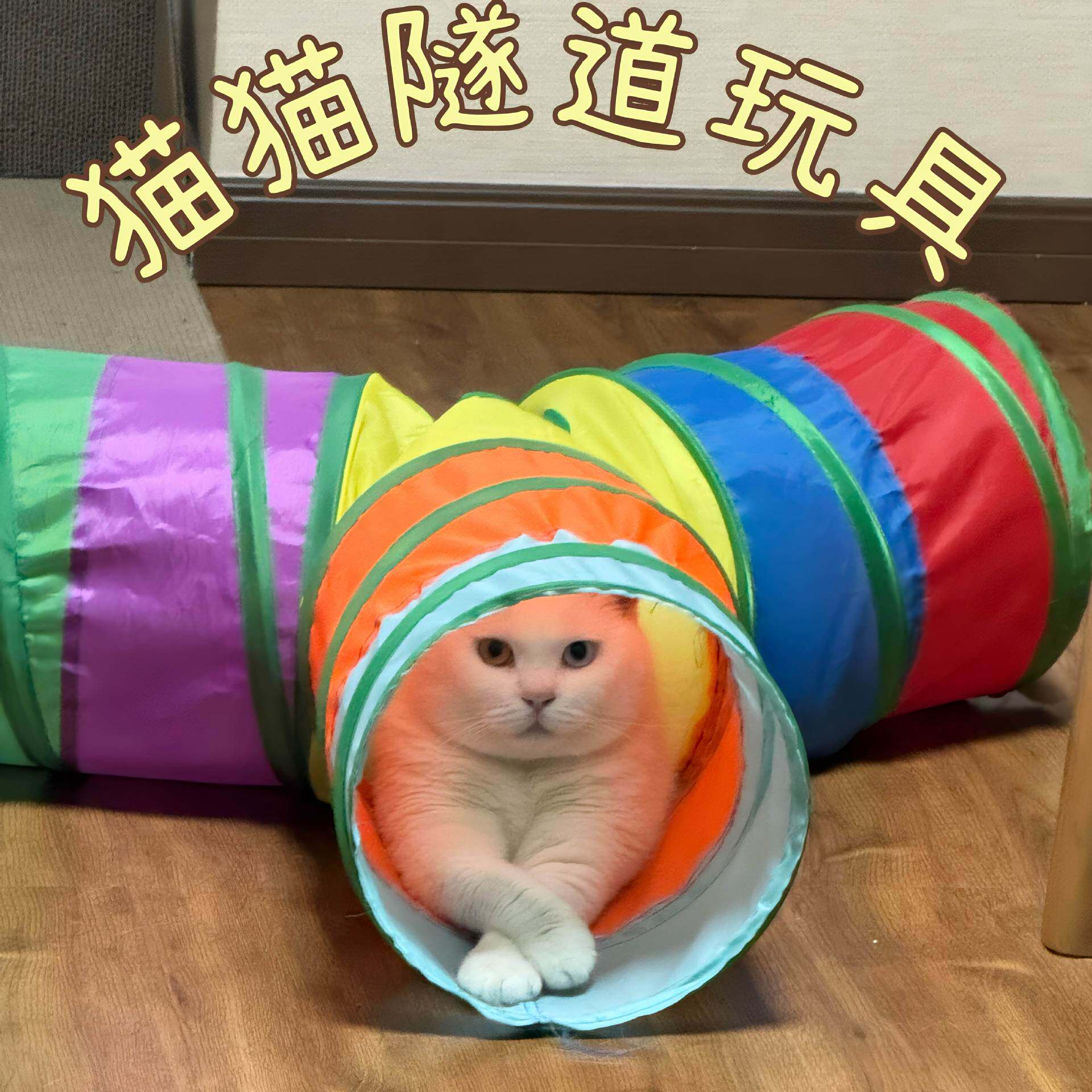 家养中华田园猫黑猫真猫狸花猫幼崽抓老鼠小土猫小猫橘猫白猫幼猫：萌宠