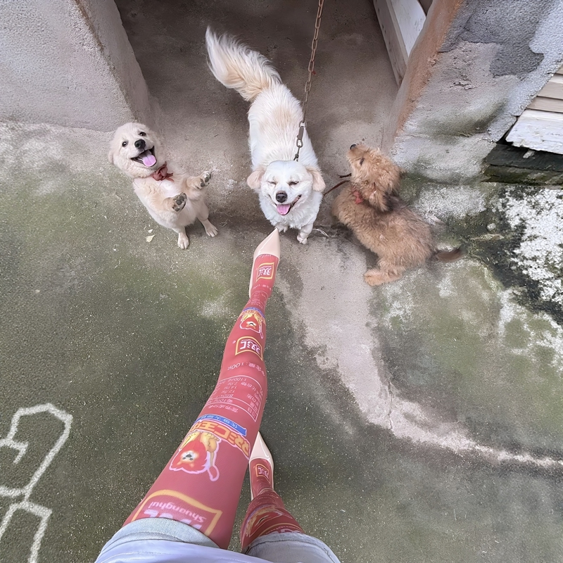 Walking Ham! Shuanghui Ham Sausage Socks, Dog-Walking Gadget, Summer Long Over-The-Knee Socks, Ultra-Thin Printed Stockings Walking Ham! Shuanghui Ham Sausage Socks, Dog-Walking Gadget, Summer Long Over-The-Knee Socks, Ultra-Thin Printed Stockings