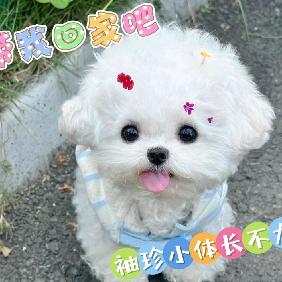 萌宠家族:金毛、比熊、柯基等犬种全解析