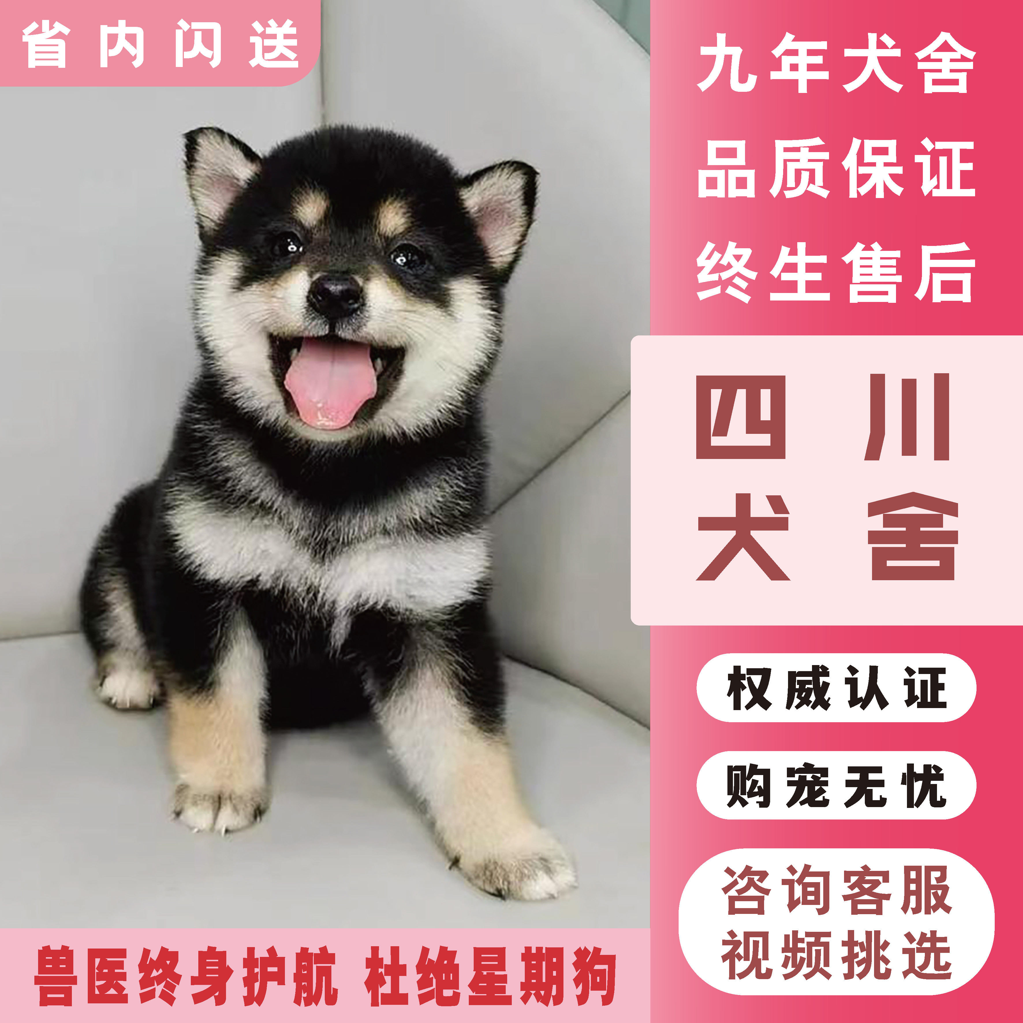 遇见柴犬的温暖❤️ 家庭完美伙伴——四川犬舍宠物柴犬幼犬❤️-狗狗-淘宝好物网