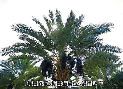 P_025.gif