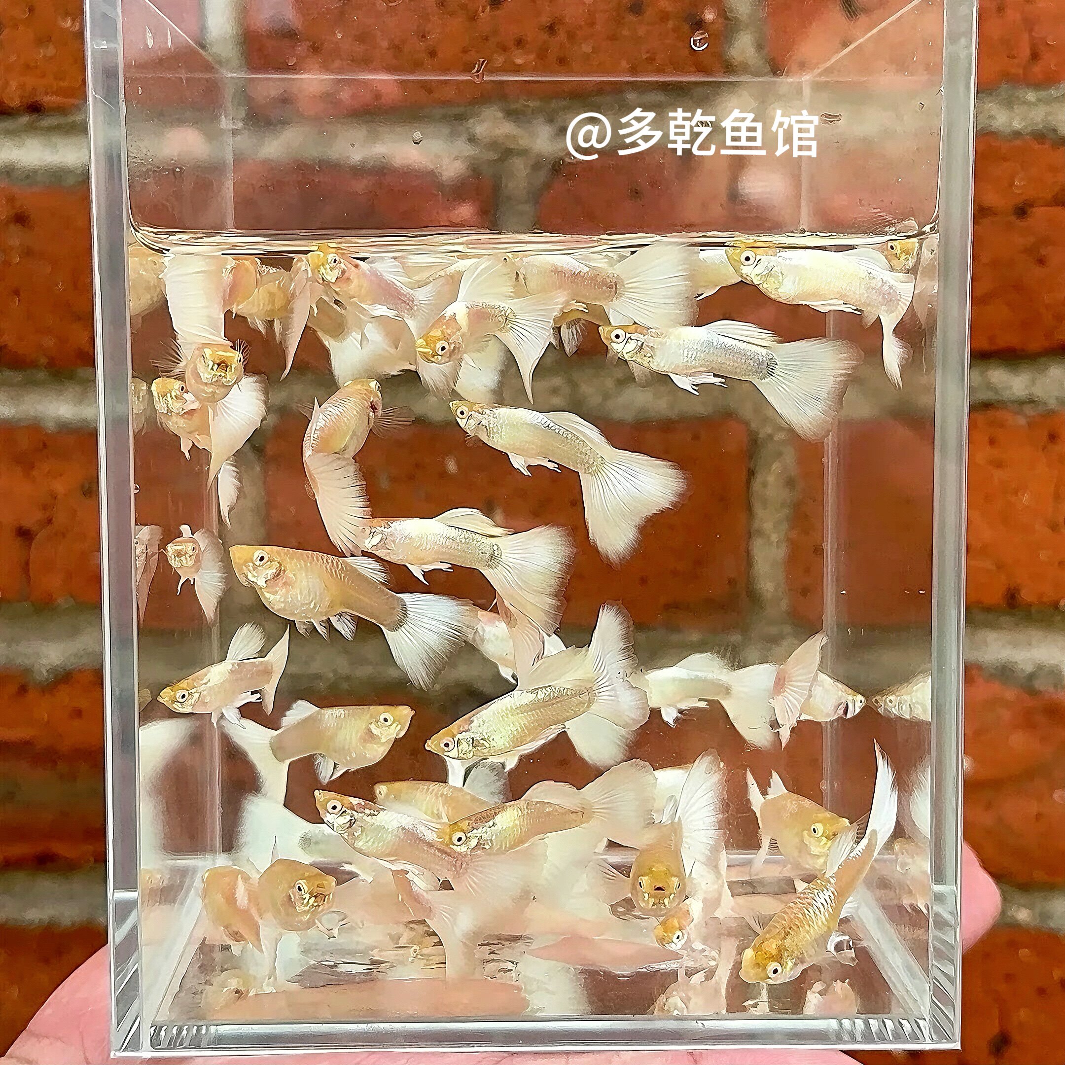 石九公鱼有什么营养价值？🐟吃它对身体好在哪里？-生活-淘宝百科网