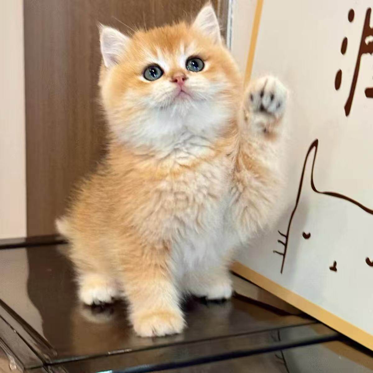 中华田园猫橘猫狸花猫三花幼崽猫黑色玄猫白猫幼崽捕鼠猫：揭秘中国本土