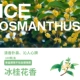 100 цветов Osmanthus (исключая коробку)