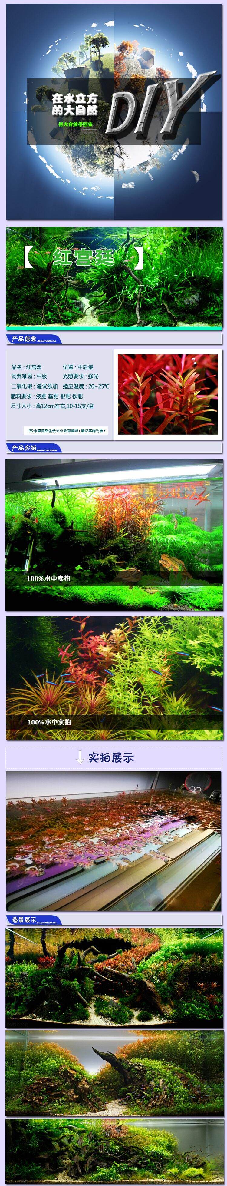 红宫廷丹麦红宫廷 中后景 盆绿宫廷水草9 9包邮免运费批发 生活服务 女装 流行女装 鱼老头