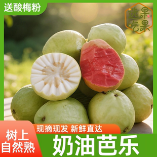 【现摘现发】新鲜奶油芭乐番石榴