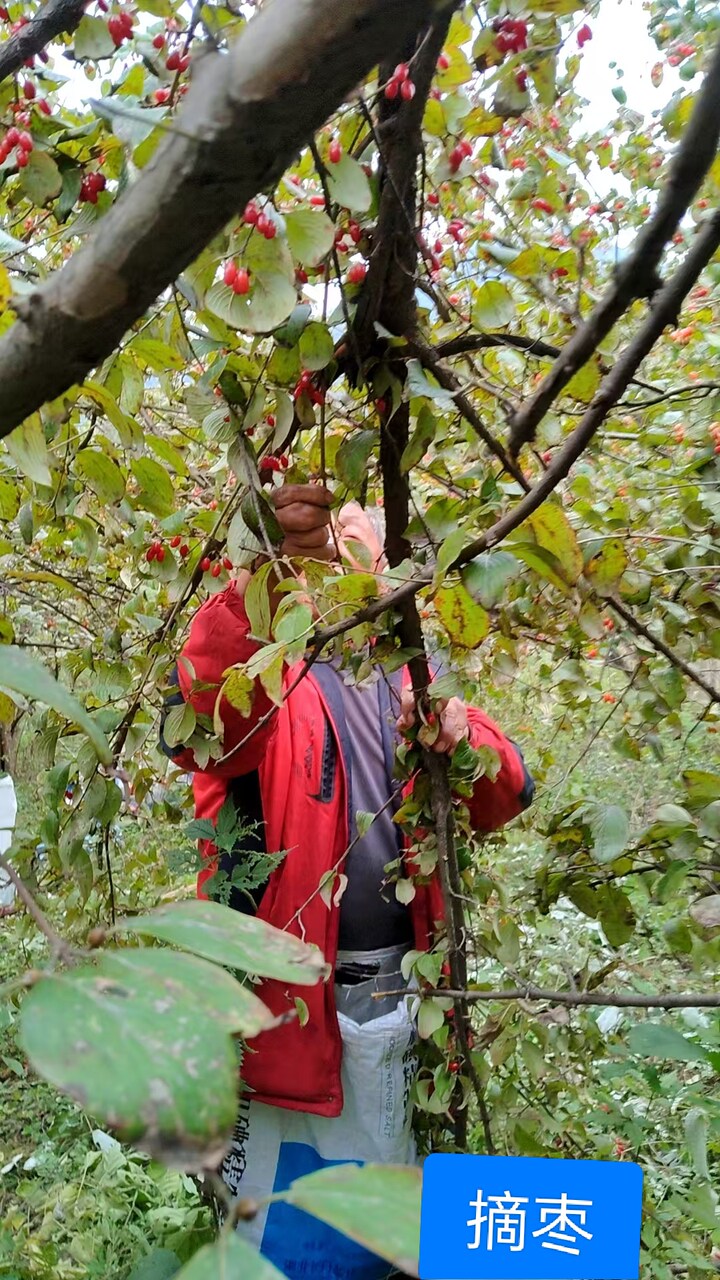 山茱萸泡水喝的功效与作用有哪些？2026年药食同源类滋补品选购更重道地性与规范工艺