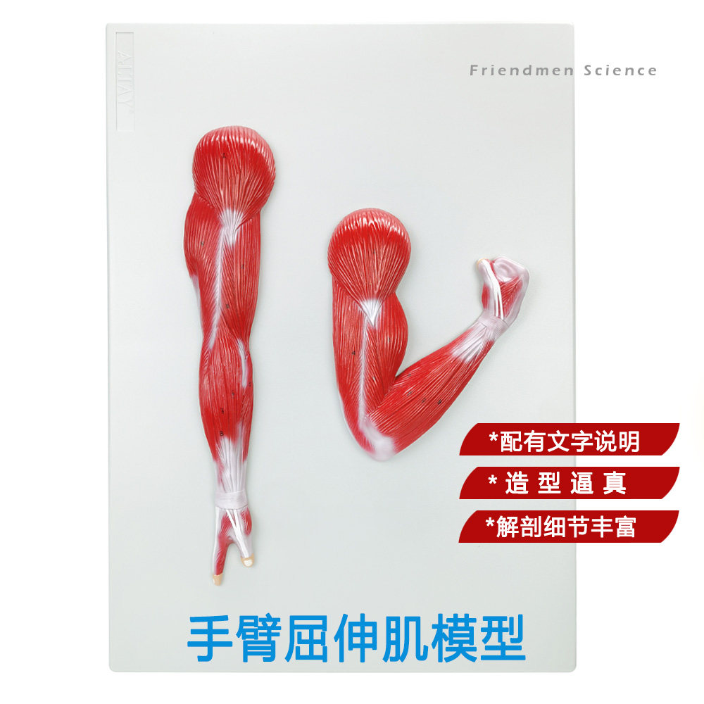 手臂肌肉模型曲伸肌上肢解剖 健身康复瑜伽展示教具 人体解剖模型