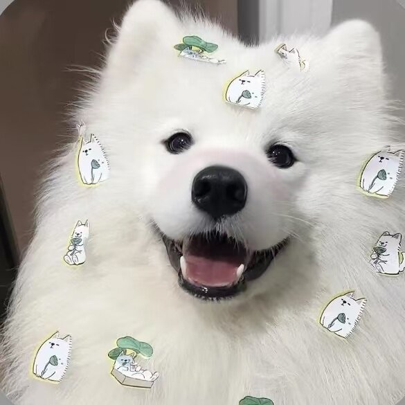 球球萌宠的LOGO