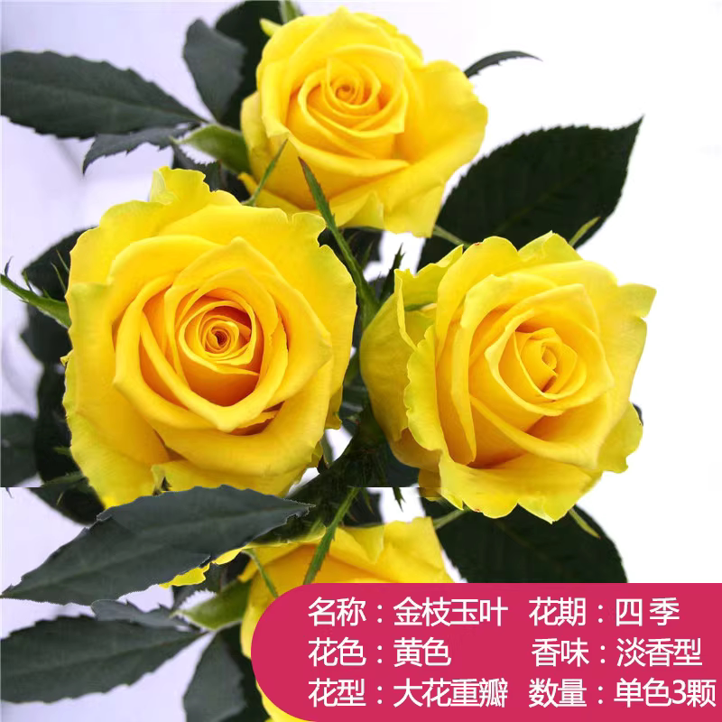 00后小姐姐卖花