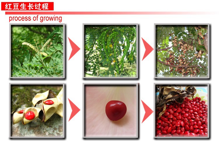 Dân tộc tự nhiên Acacia Bean Đính cườm Red Bean Bracelet Thời trang Nữ Bodhi Red Bean Bead Bracelet Red Rope Bracelet vòng đá mắt hổ