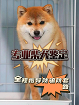 Shiba Inu Identification and Condition Assessment