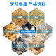 ຖົງປູກເຫັດ Pleurotus ostreatus strain pack family fun mushroom mushroom edible black oyster mushroom indoor mushroom stick potted plant