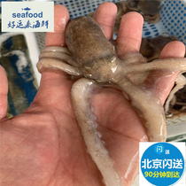 2-4 pieces 500g Beijing flash fresh long-legged octopus fresh small octopus octopus large cuttlefish