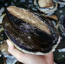Beijing flash delivery 1-3 pounds fresh Australian abalone Australian abalone Dalian abalone sashimi shabu hot pot good products