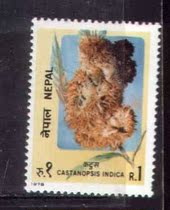 Nepal-The fruit of the fruit